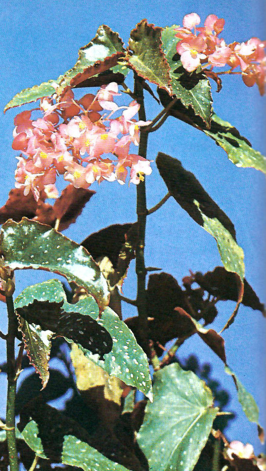 B. ‘Helen W. King’